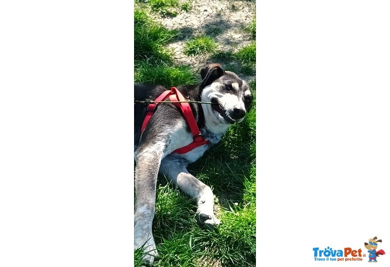 Benny bel Timidino 3-4anni - Foto n. 7