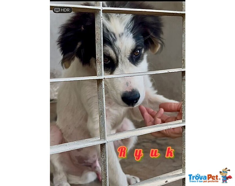 Ryuk 4 mesi di Infinita Tenerezza - Foto n. 1