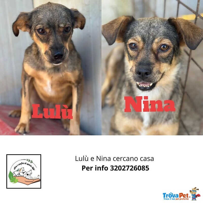 Nina e lulù Dolci Cagnoline Taglia Medio Piccola Cercano Casa - Foto n. 1