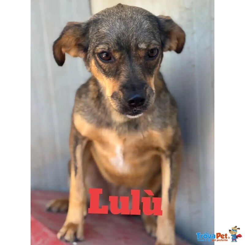 Nina e lulù Dolci Cagnoline Taglia Medio Piccola Cercano Casa - Foto n. 2