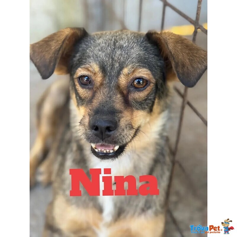 Nina e lulù Dolci Cagnoline Taglia Medio Piccola Cercano Casa - Foto n. 4