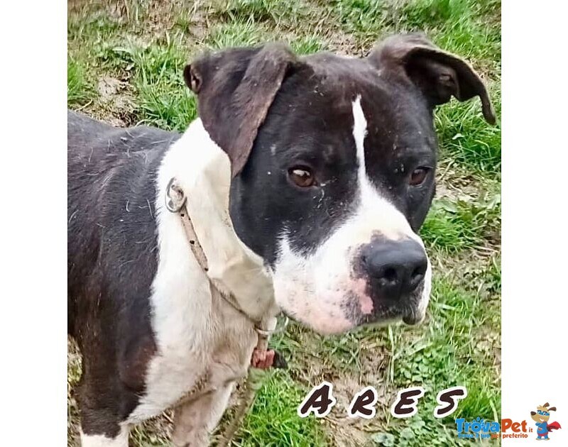 Ares 2-3anni Cerca casa con Persona Esperta - Foto n. 1