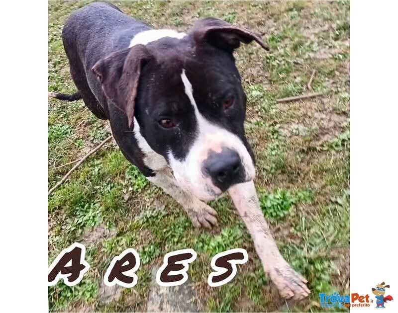 Ares 2-3anni Cerca casa con Persona Esperta - Foto n. 3