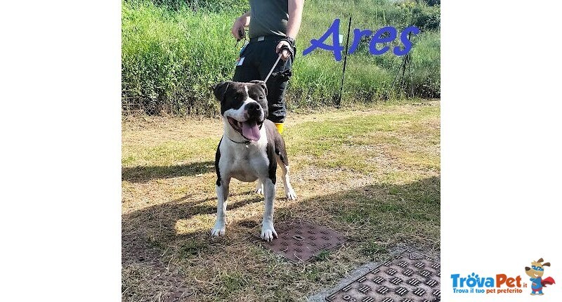 Ares 2-3anni Cerca casa con Persona Esperta - Foto n. 7