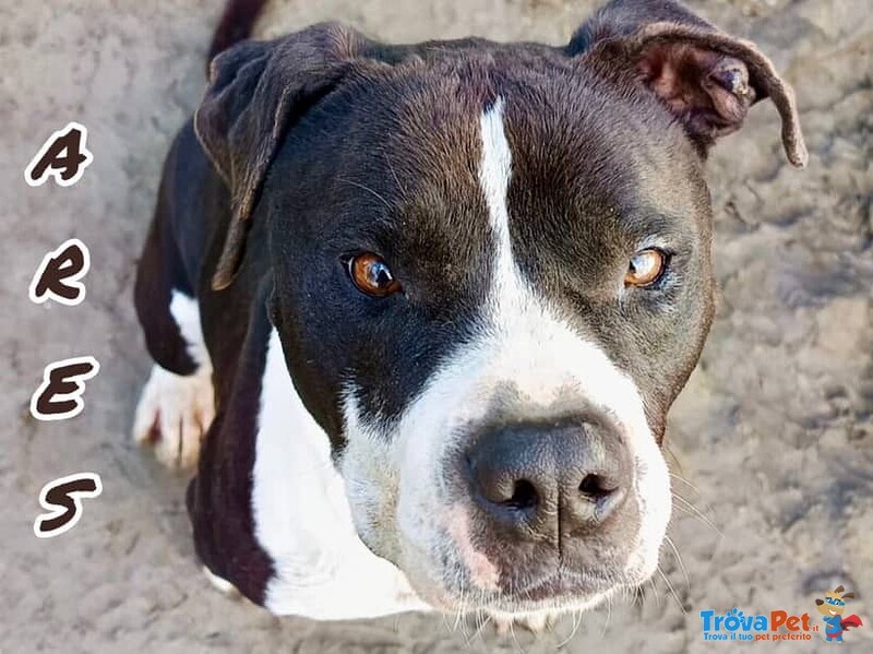 Ares 2-3anni Cerca casa con Persona Esperta - Foto n. 8