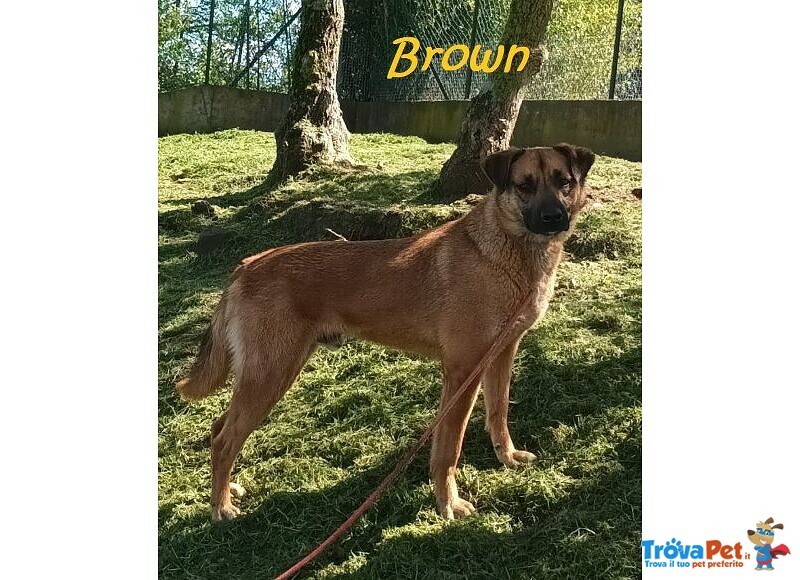 Brown un bel Timidino - Foto n. 3