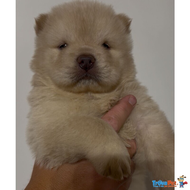 Chow chow Bianco - Foto n. 1