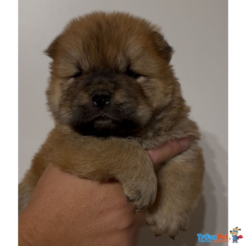 Chow chow Bianco - Foto n. 2