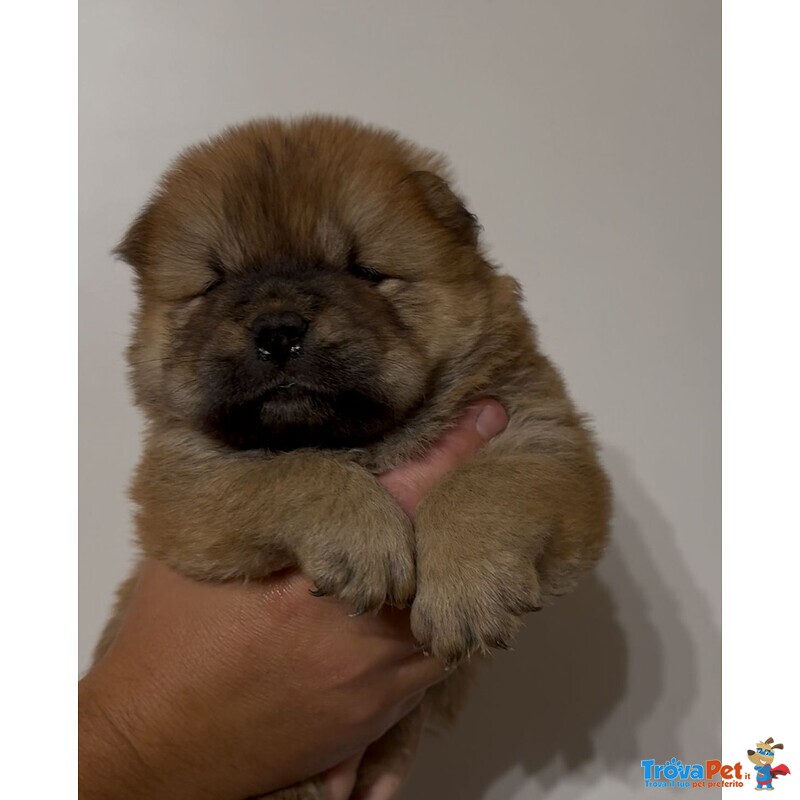Chow chow Bianco - Foto n. 3