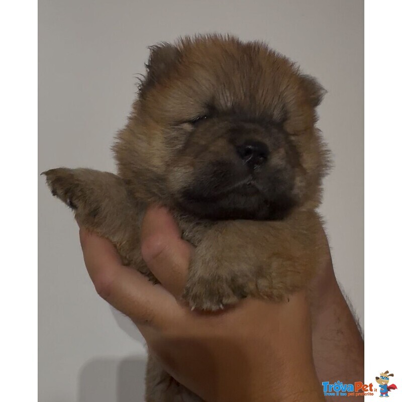 Chow chow Bianco - Foto n. 4