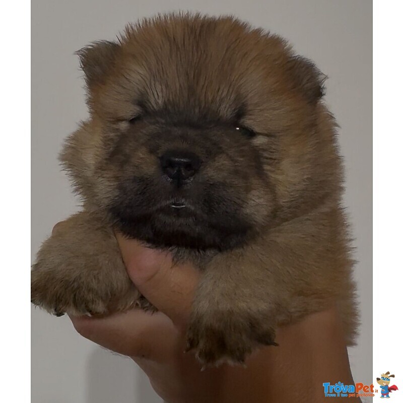 Chow chow Bianco - Foto n. 5