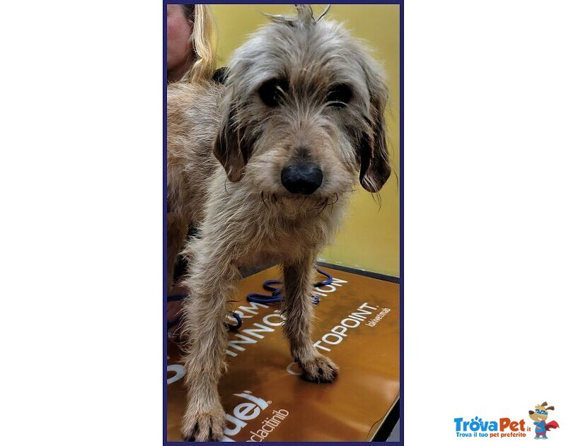 Giacomo 4anni ha Vissuto L'inferno - Foto n. 2