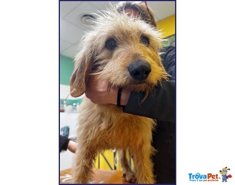 Giacomo 4anni ha Vissuto L'inferno - Foto n. 3
