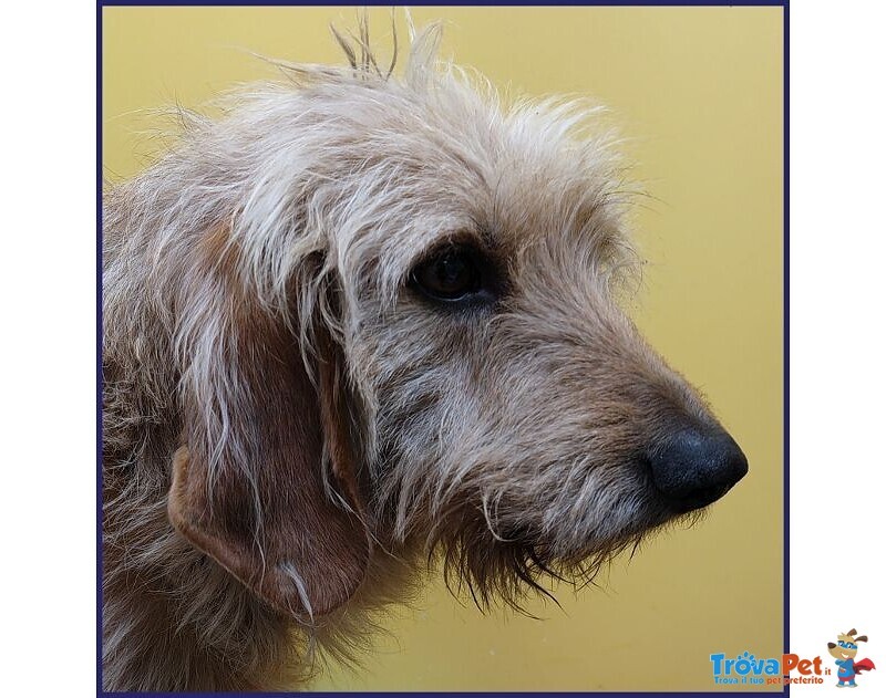 Giacomo 4anni ha Vissuto L'inferno - Foto n. 4