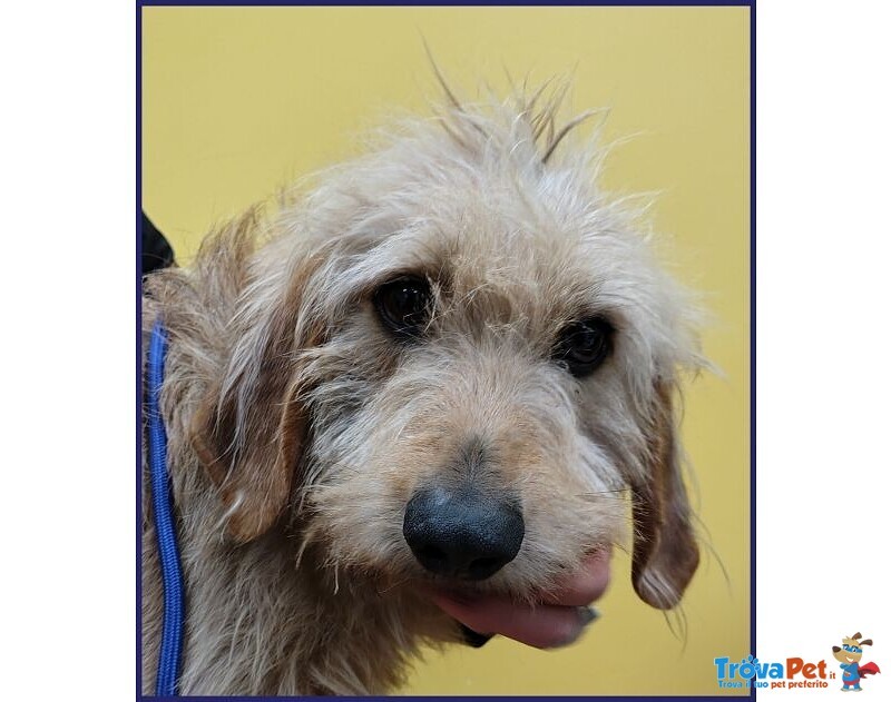 Giacomo 4anni ha Vissuto L'inferno - Foto n. 5