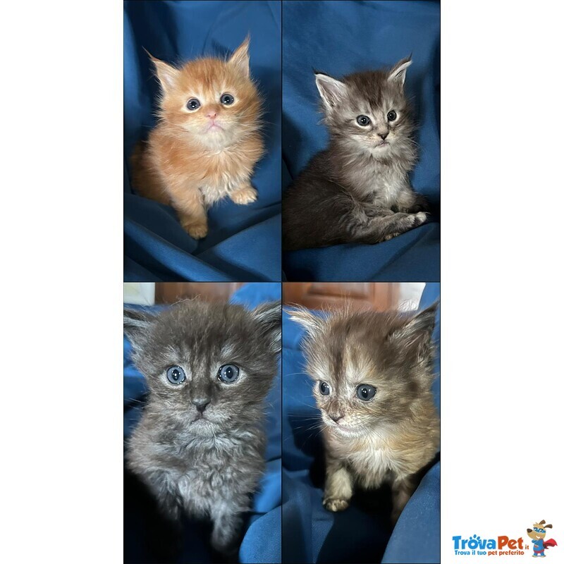 Cuccioli di Maine Coon - Foto n. 1