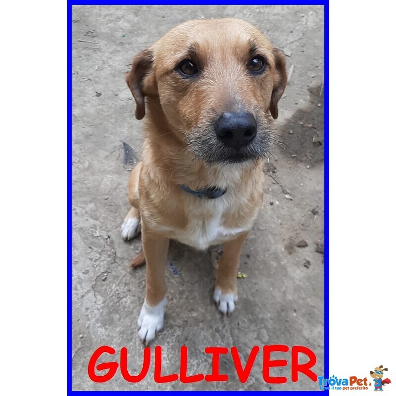 Gulliver 7anni Simpatico e Bravo con Tutti! 15kg - Foto n. 2