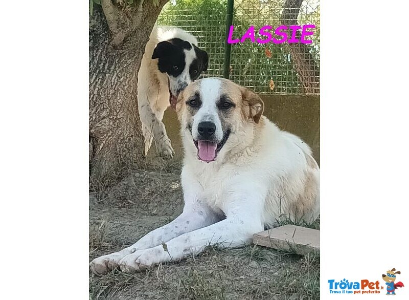 Lassie Giovane,buona, Socievole - Foto n. 1