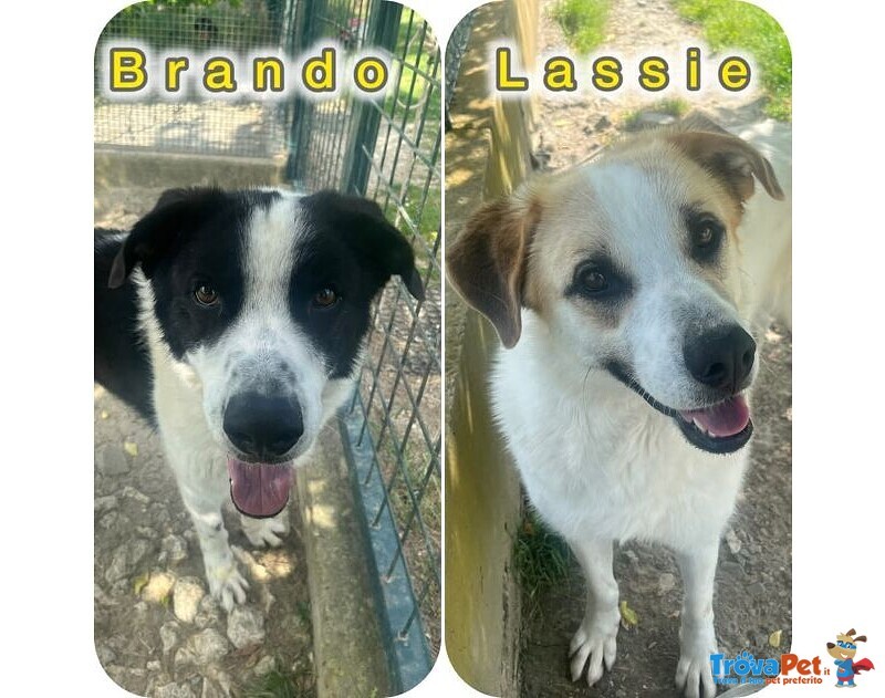 Lassie Giovane,buona, Socievole - Foto n. 2