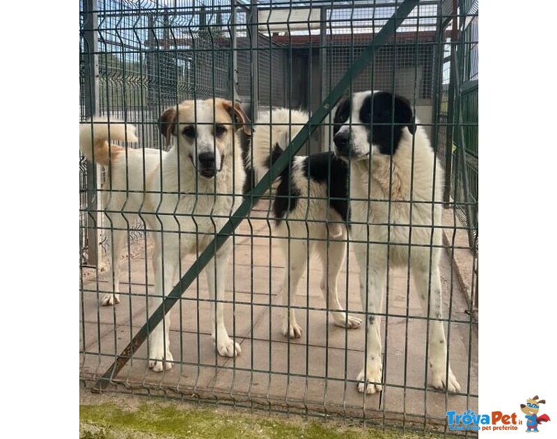 Lassie Giovane,buona, Socievole - Foto n. 3