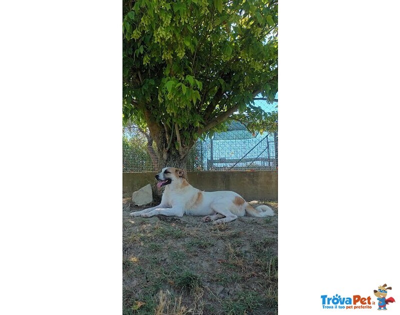 Lassie Giovane,buona, Socievole - Foto n. 4