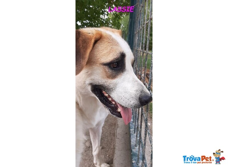 Lassie Giovane,buona, Socievole - Foto n. 5