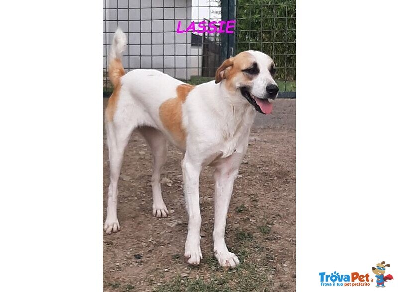 Lassie Giovane,buona, Socievole - Foto n. 6