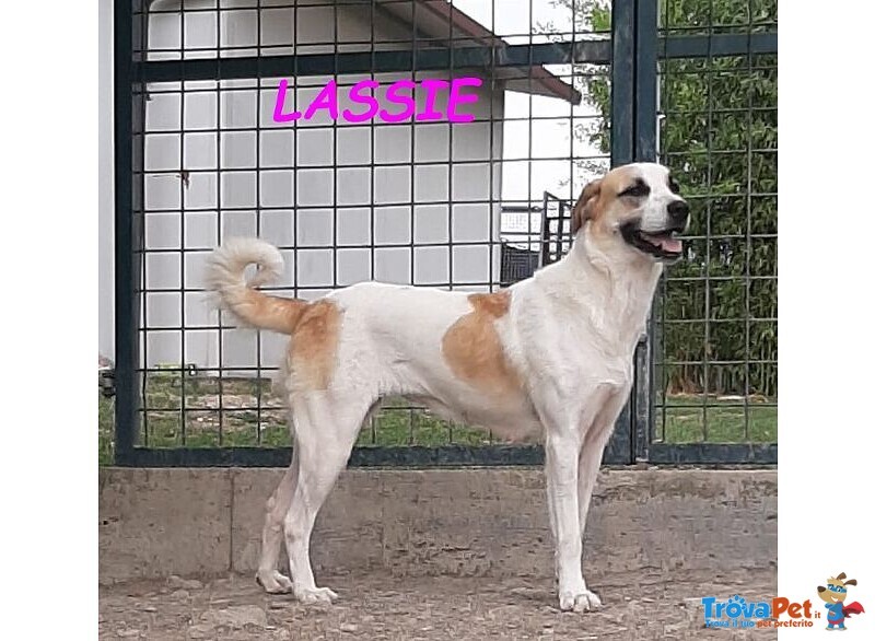 Lassie Giovane,buona, Socievole - Foto n. 7