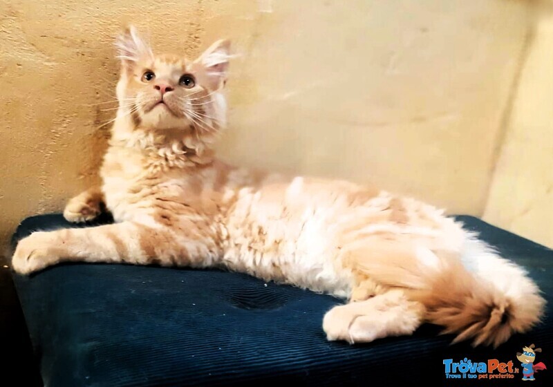 Cucciolo Maine coon Cream Tabby Xxl - Foto n. 1