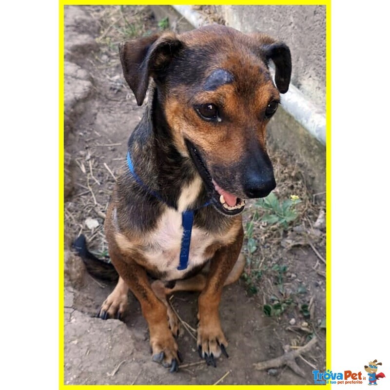 Nocino 11anni Dolcissimo! 9kg - Foto n. 1