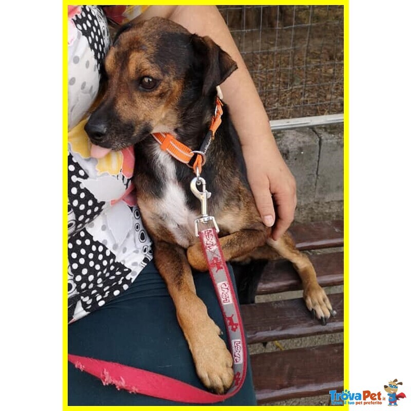 Nocino 11anni Dolcissimo! 9kg - Foto n. 2