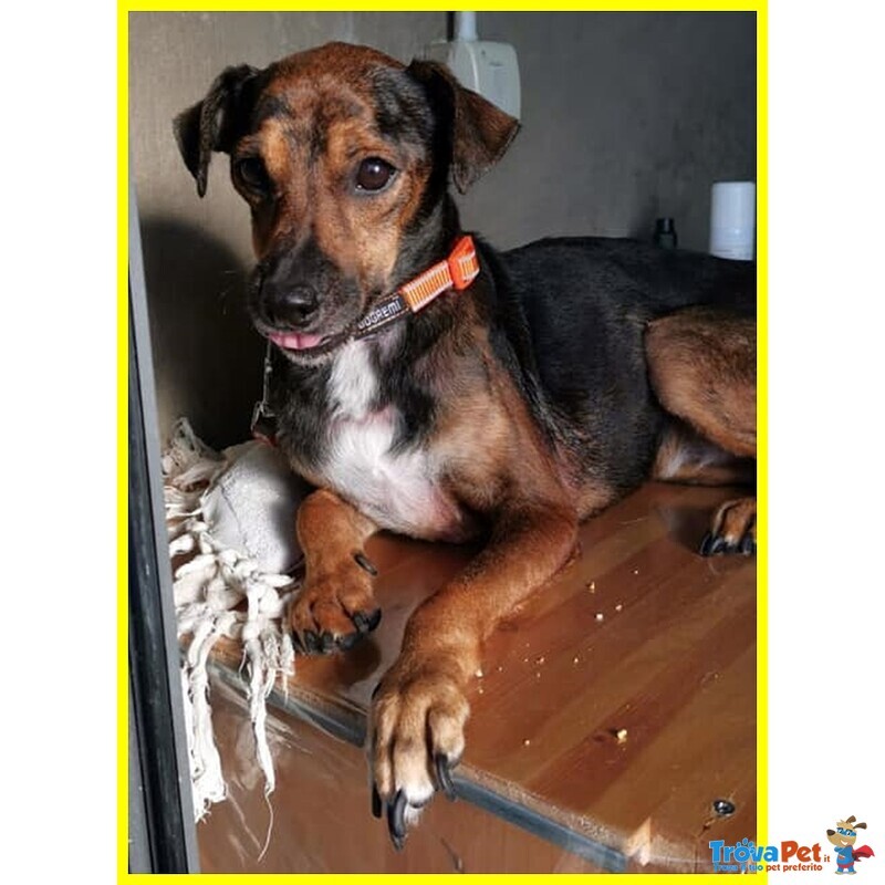 Nocino 11anni Dolcissimo! 9kg - Foto n. 3