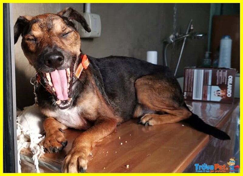 Nocino 11anni Dolcissimo! 9kg - Foto n. 4