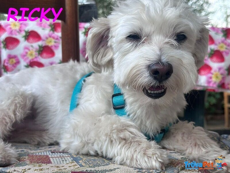 Ricky Dolce Maltesino - Urgente - Foto n. 1