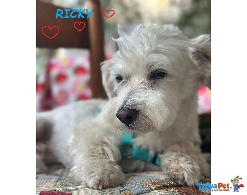 Ricky Dolce Maltesino - Urgente - Foto n. 2