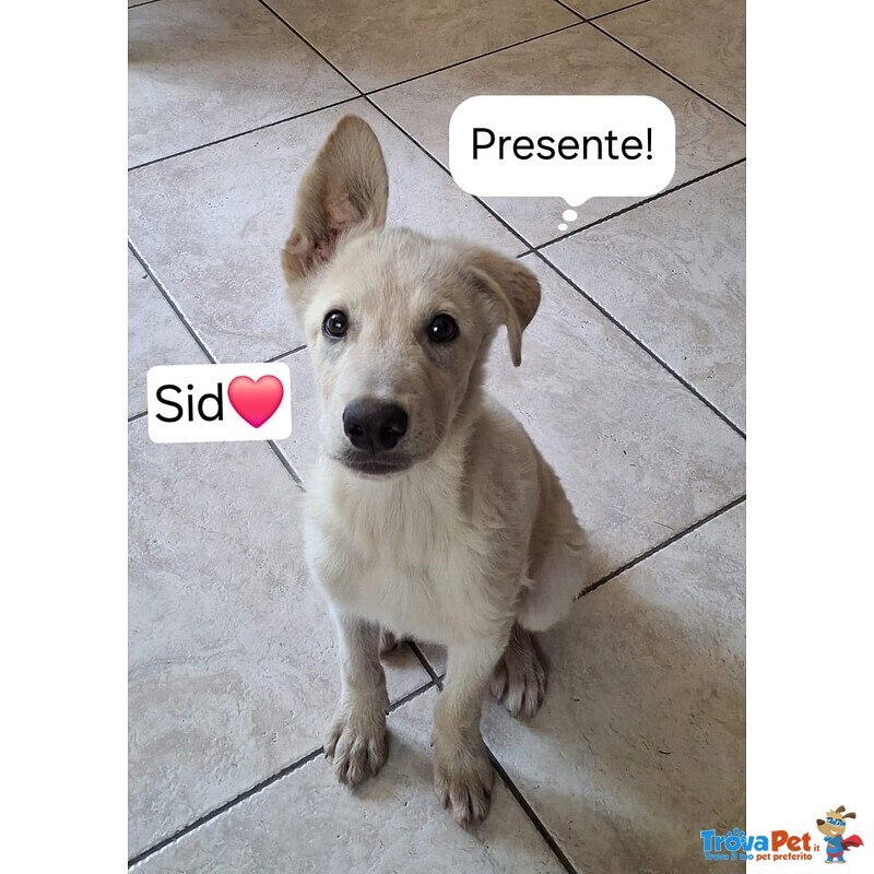 Sid Meraviglioso Cucciolo di 4 mesi Cerca Casa - Foto n. 1