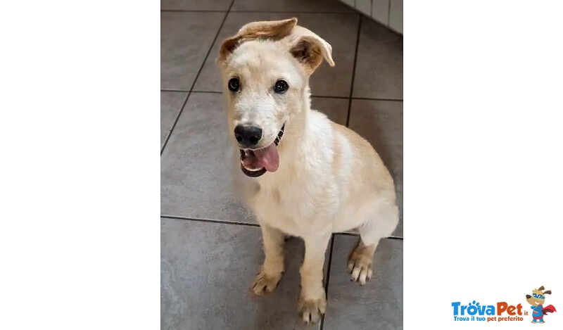 Sid Meraviglioso Cucciolo di 4 mesi Cerca Casa - Foto n. 2