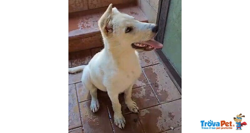 Sid Meraviglioso Cucciolo di 4 mesi Cerca Casa - Foto n. 3