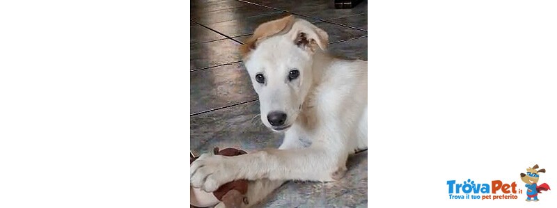 Sid Meraviglioso Cucciolo di 4 mesi Cerca Casa - Foto n. 4