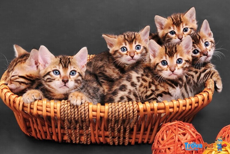 Gatto Bengala Cuccioli Disponibili - Foto n. 1