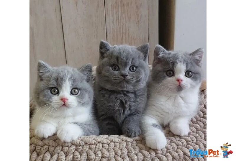 British Shorthair Cuccioli da 40€ al Mese - Foto n. 1