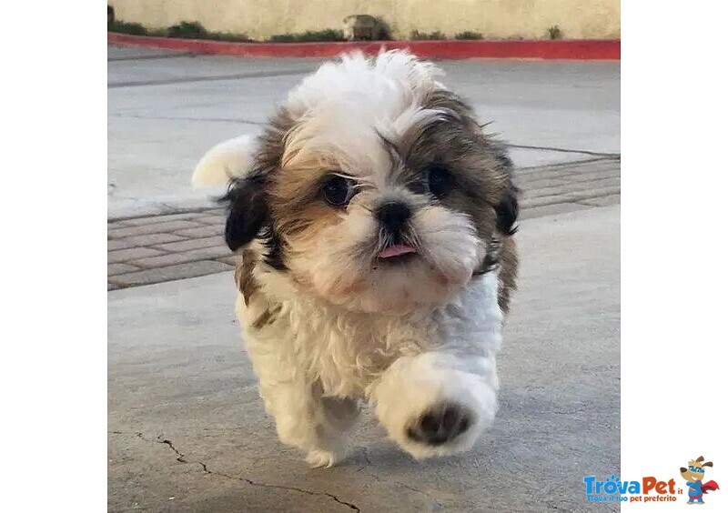 Shitzu & Shi-Tzu Cuccioli Disponibili da 50 euro al Mese - Foto n. 1