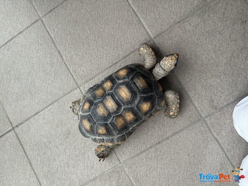 Tartaruga di Terra Chelonoidis Denticulatus - Foto n. 2