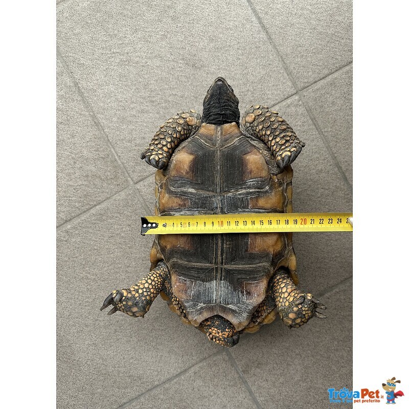 Tartaruga di Terra Chelonoidis Denticulatus - Foto n. 5