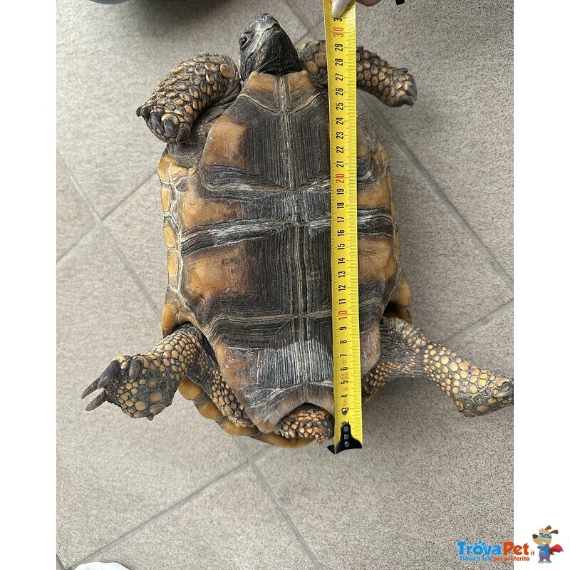 Tartaruga di Terra Chelonoidis Denticulatus - Foto n. 6