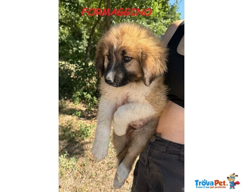 Formaggino e Pomodoro Cuccioli Strepitosi - Foto n. 1
