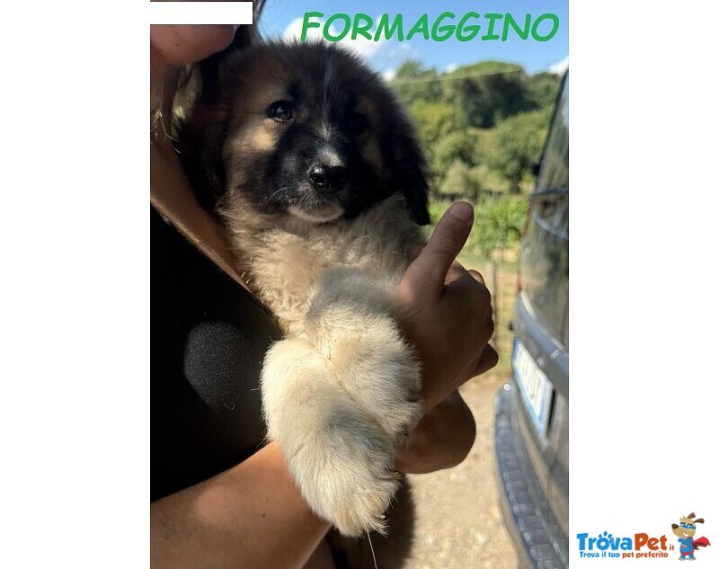 Formaggino e Pomodoro Cuccioli Strepitosi - Foto n. 2