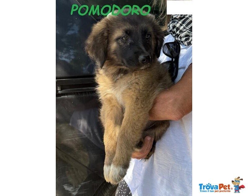 Formaggino e Pomodoro Cuccioli Strepitosi - Foto n. 3