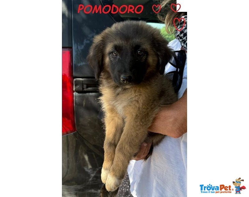 Formaggino e Pomodoro Cuccioli Strepitosi - Foto n. 4