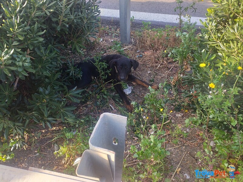 Sara 5anni Brava Salvata Dalla Strada! - Foto n. 1